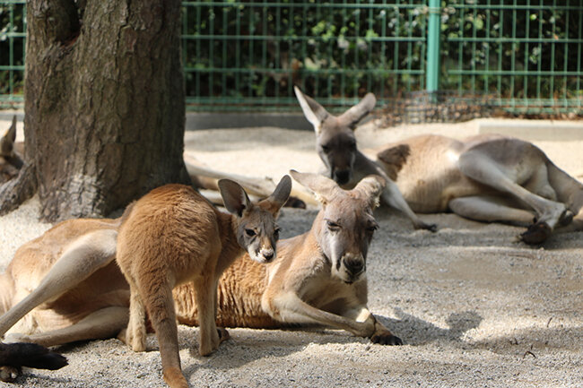 動物の森 | 海の中道海浜公園 | 海の中道海浜公園 | 福岡市東区にある