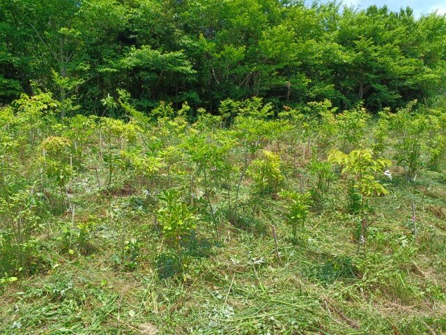 20260529_112920 (カスタム).jpg
