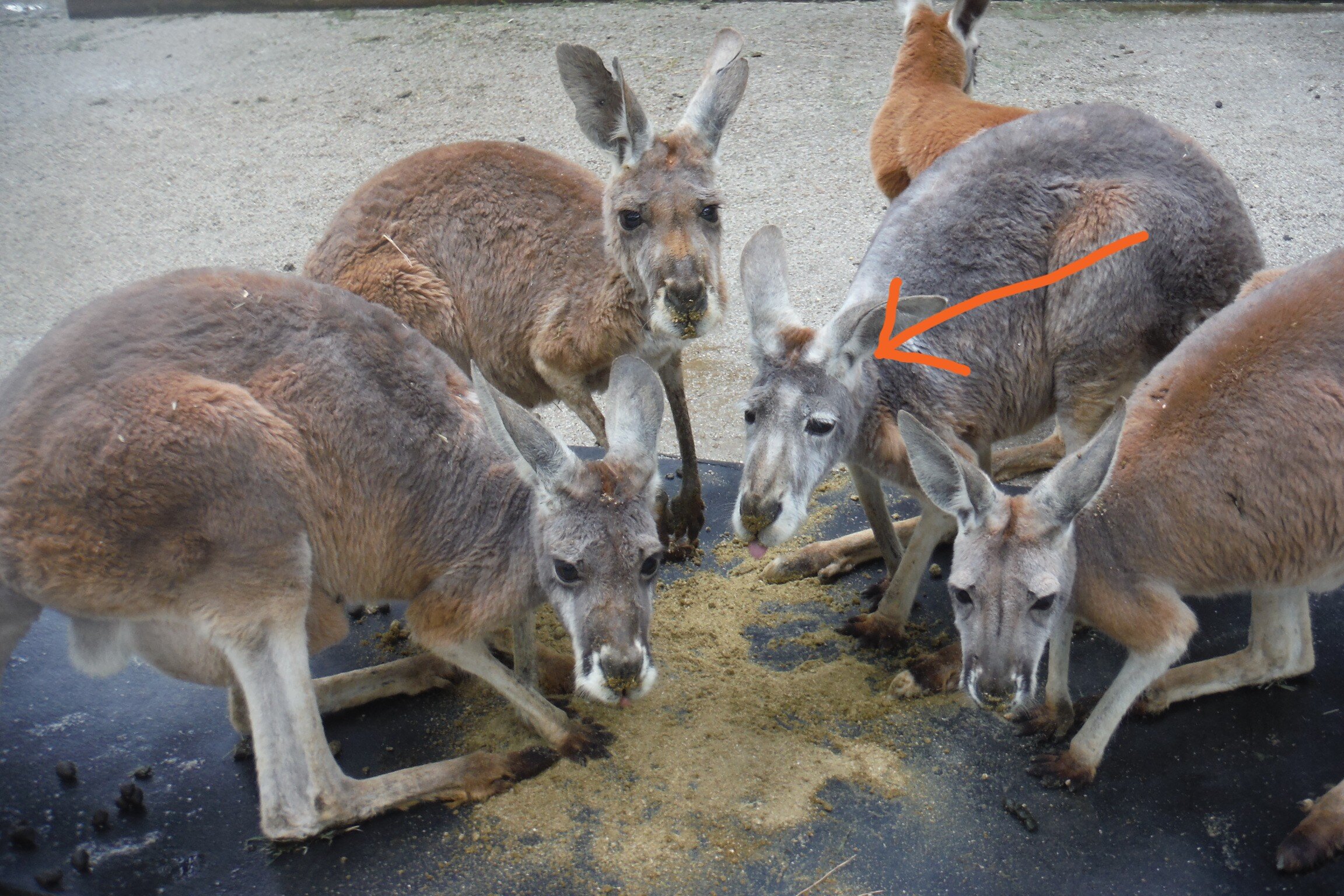 ・DSCF5676 - コピー.JPG