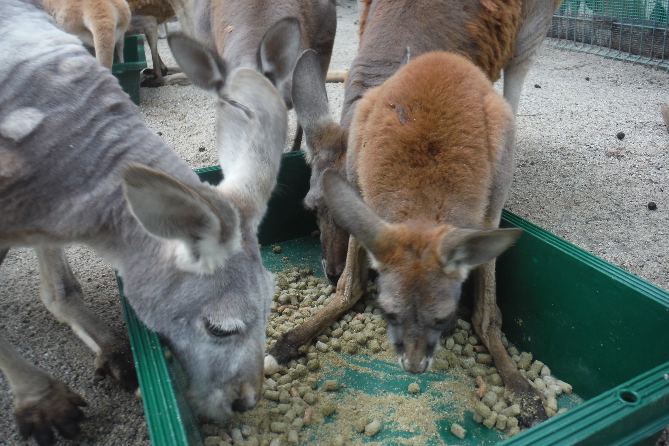 DSCF6940.JPG