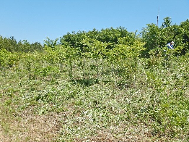 DSCN7508.jpg