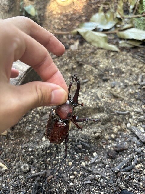 カブトムシハウス①.jpg