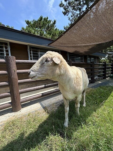 s-移動したヤギとヒツジの魅力写真１.jpg