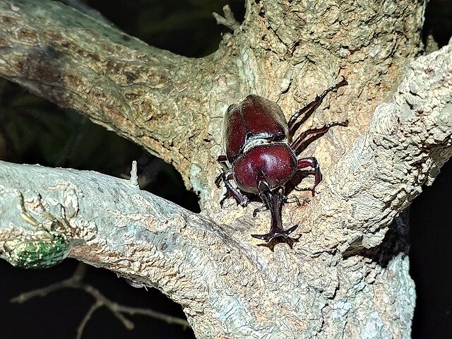 カブトムシ成虫.jpg