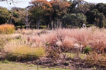 ペレニアルガーデン