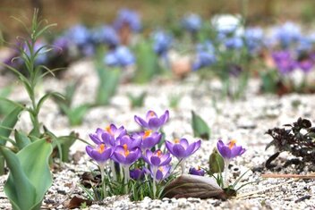 ペレニアルガーデン