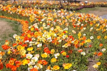 アイスランドポピー