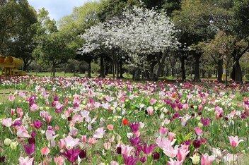 ペレニアルガーデン