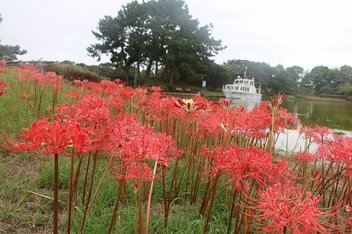 ヒガンバナ