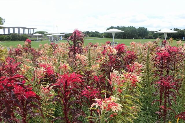 20260905_虹・彩りの花壇 (11).jpg