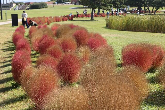 20261028_虹・彩りの花壇 (3).jpg