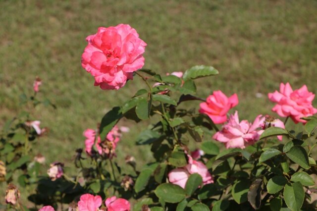 IMG_1515.jpg