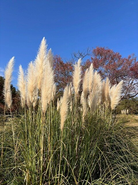 パンパスグラス　(大株) パンパスグラス (大株)