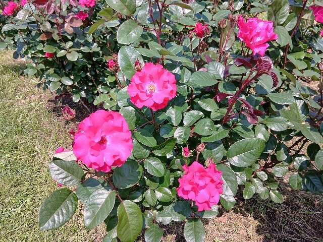 20260501_105118.jpg