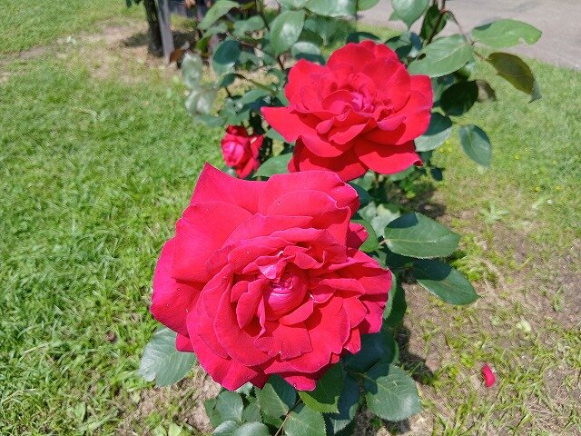 20260501_105259.jpg