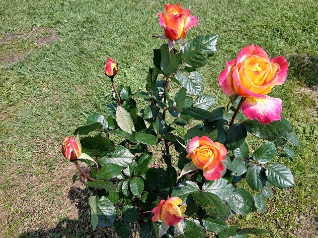 20260501_105314.jpg