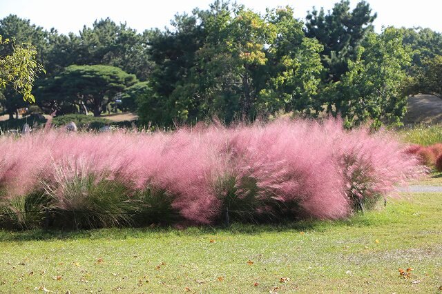 20261017_虹・彩りの花壇 (23).jpg