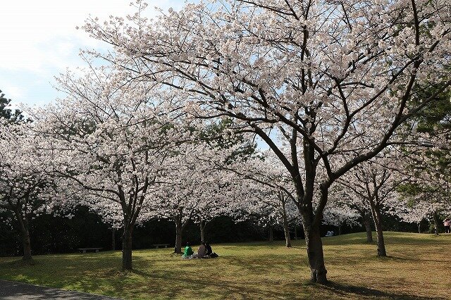 0330サクラ (9).jpg