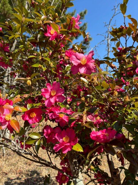 1770783444474 (小).jpg