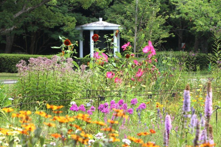 20250709 ペレニアルガーデン (小).JPG
