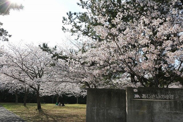 0330サクラ (5).jpg
