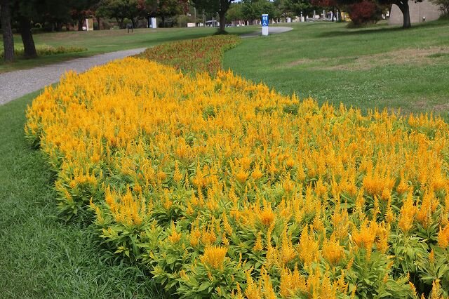20260905_虹・彩りの花壇 (13).jpg