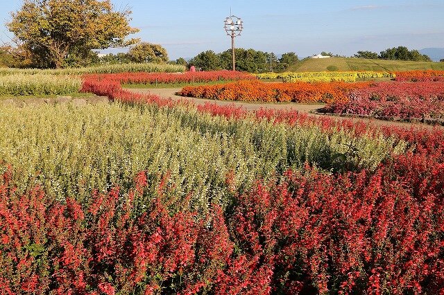 ジニア サルビア 季節の花めぐり 海の中道海浜公園 福岡市東区にある自然豊かな国営公園