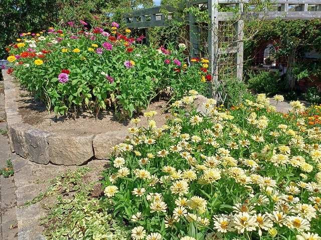 20260807_FM花階段 (4).jpg