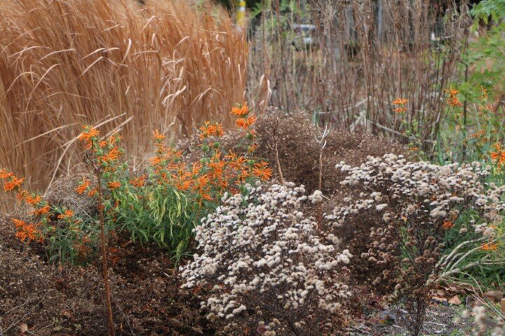 20260102 ペレニアルガーデン (小).JPG