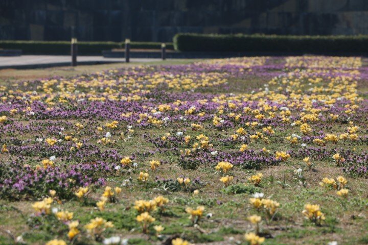 20250309クロッカス (2) (小).JPG