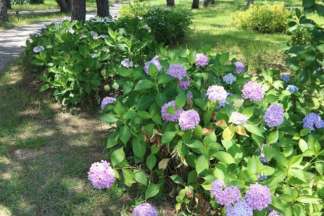 20260613_あじさいの小径 (1).jpg