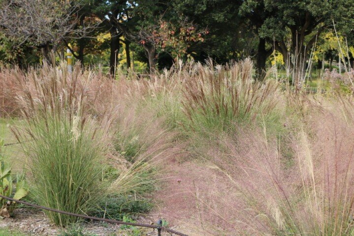 20251105 ペレニアルガーデン (小).JPG