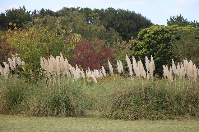 在庫セール❣️ カラフル パンパス パンパスグラス