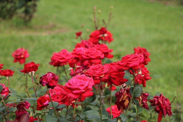 IMG_5329.jpg