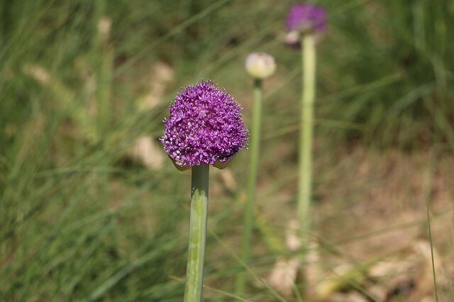 IMG_5539.jpg