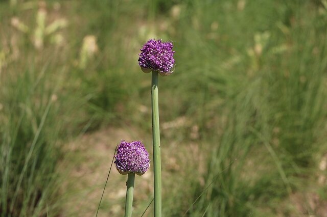 IMG_5540.jpg
