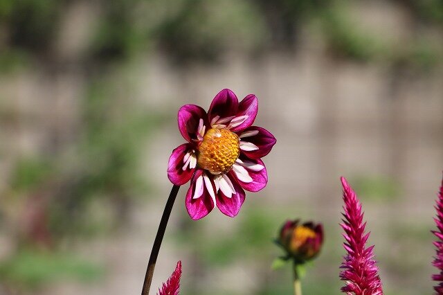 IMG_9559.jpg