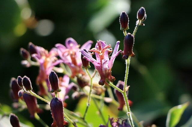 IMG_9575.jpg