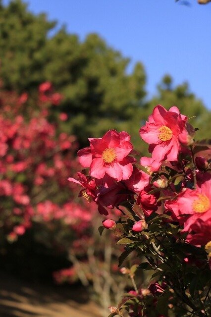 サザンカ | 季節の花めぐり | 海の中道海浜公園 | 福岡市東区にある