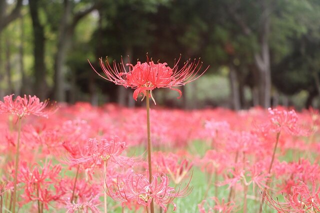 20260913_冒険の池_ヒガンバナ (12).jpg