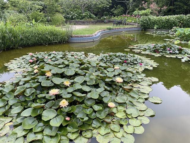 20260608_FM水辺の小径.jpg