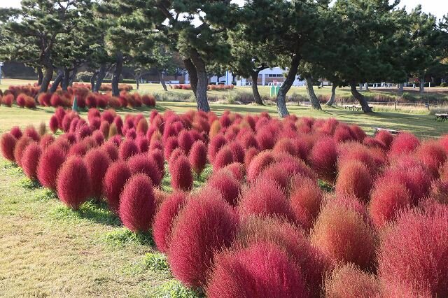 20251030 紅葉コキア (1).jpg