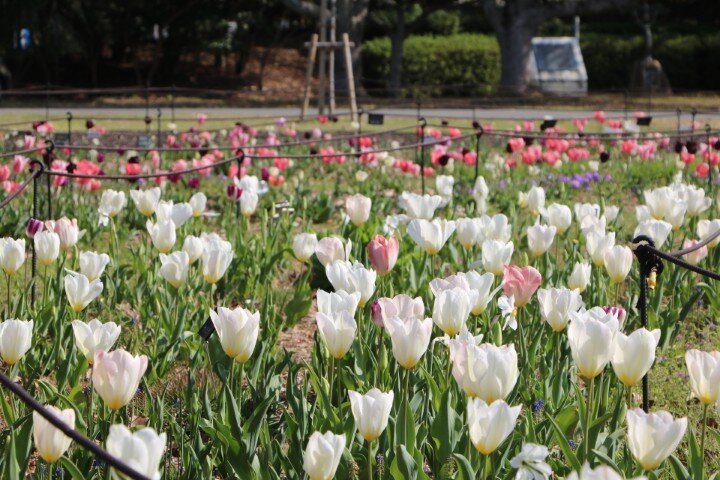 20250404 ペレニアルガーデン (小).JPG