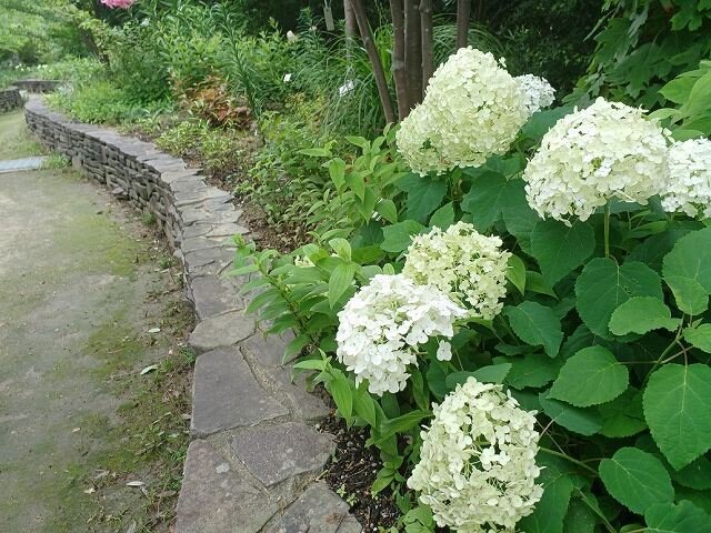 20260627_FMこもれび (2).jpg