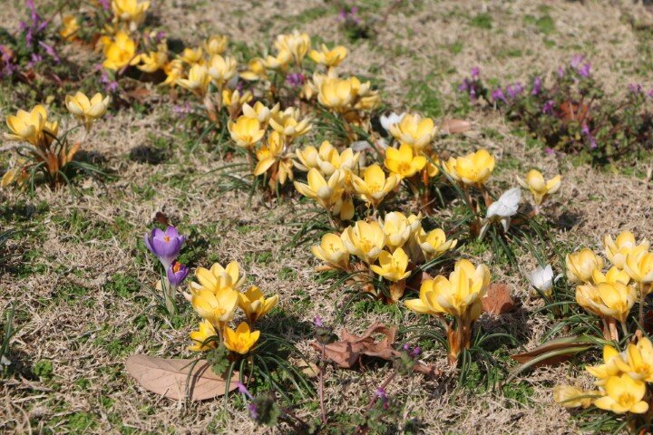 20250309クロッカス (1) (小).JPG