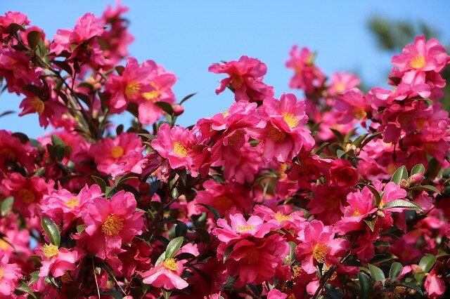 20240104_サザンカ (1).jpg