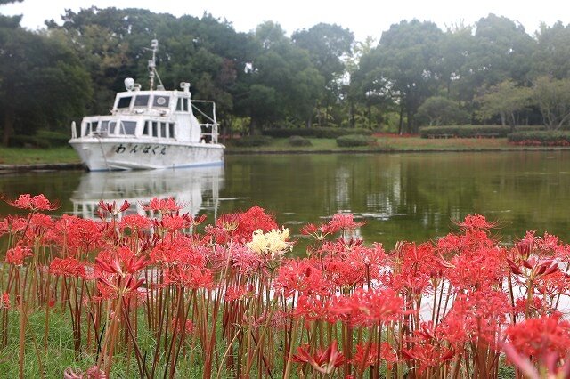 20260913_冒険の池_ヒガンバナ (2).jpg