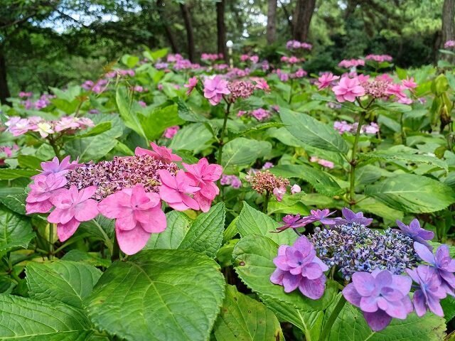 20260627_あじさいの小径 (10).jpg