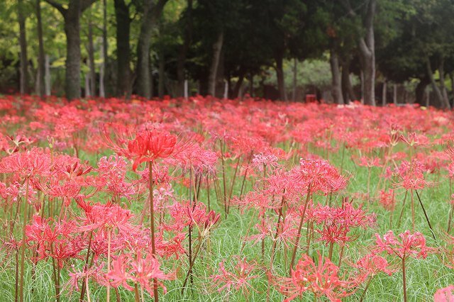 20260913_冒険の池_ヒガンバナ (17).jpg