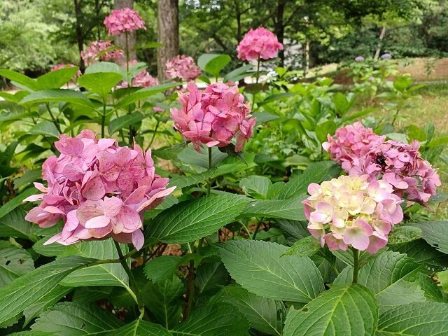 20260627_あじさいの小径 (4).jpg